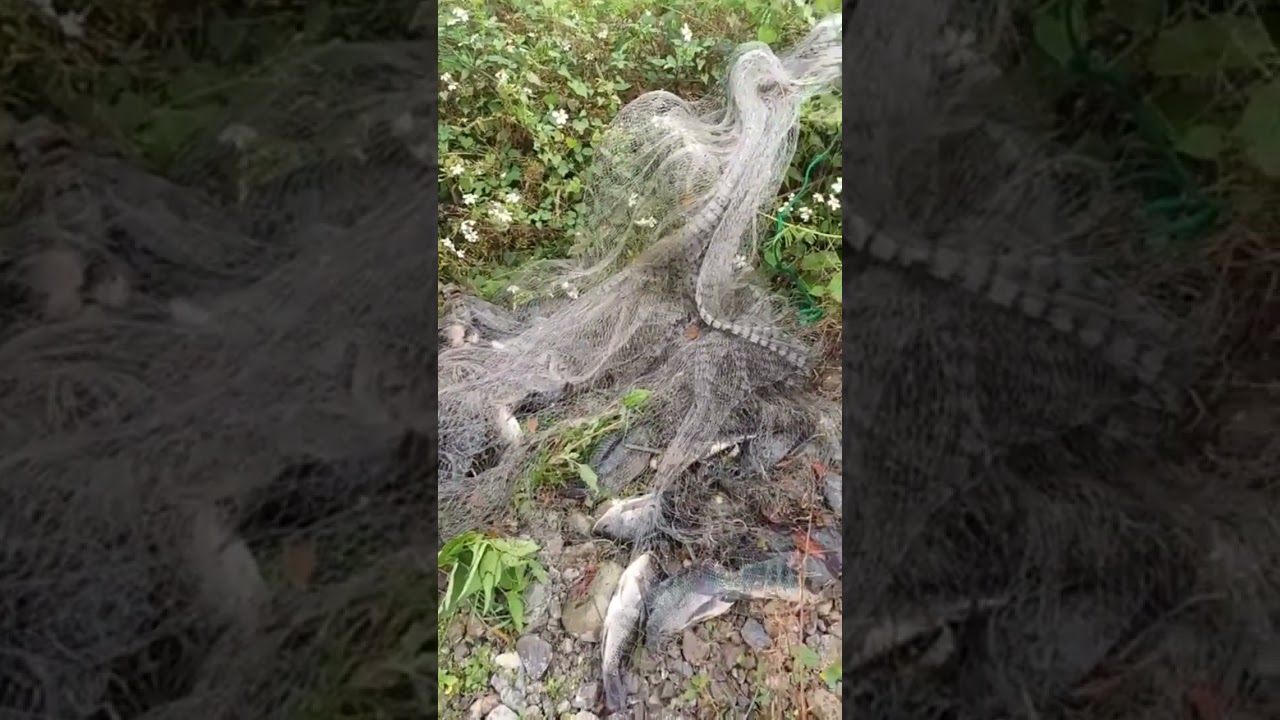 👉👍🦈Cast net fishing; River Fishing; Most fishing 