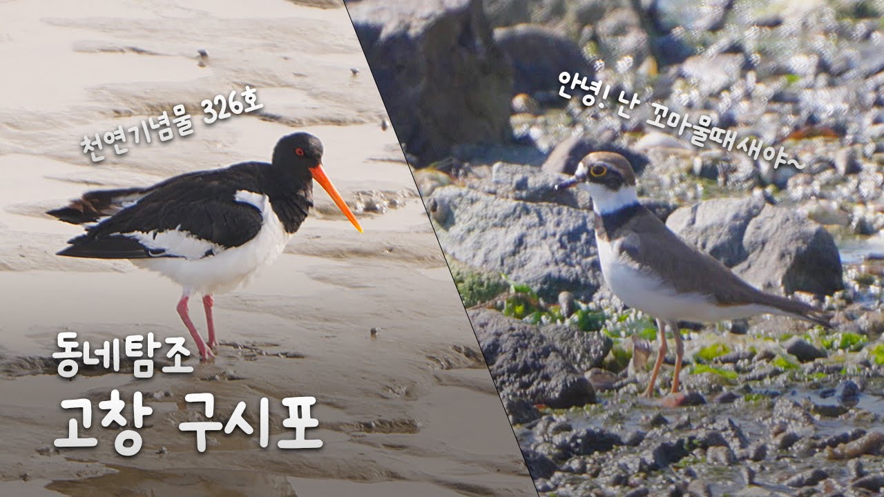 [자막]  큰맘먹고 찾아간 천연기념물 326호 검은머리물떼새와 바다새들 #birdswatching #wildlife #wildphotography #산책 #탐조 #고창 #구시포