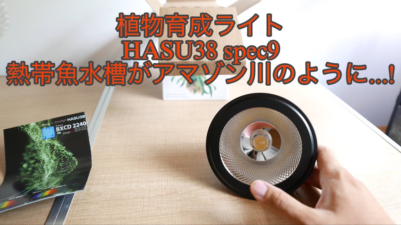植物育成ライト凄すぎ！熱帯魚水槽がアマゾン川に。