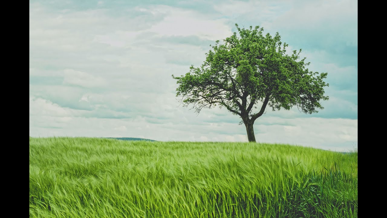 The Fir Tree and the Bramble | Kids Story with Moral | Playful Minds World
