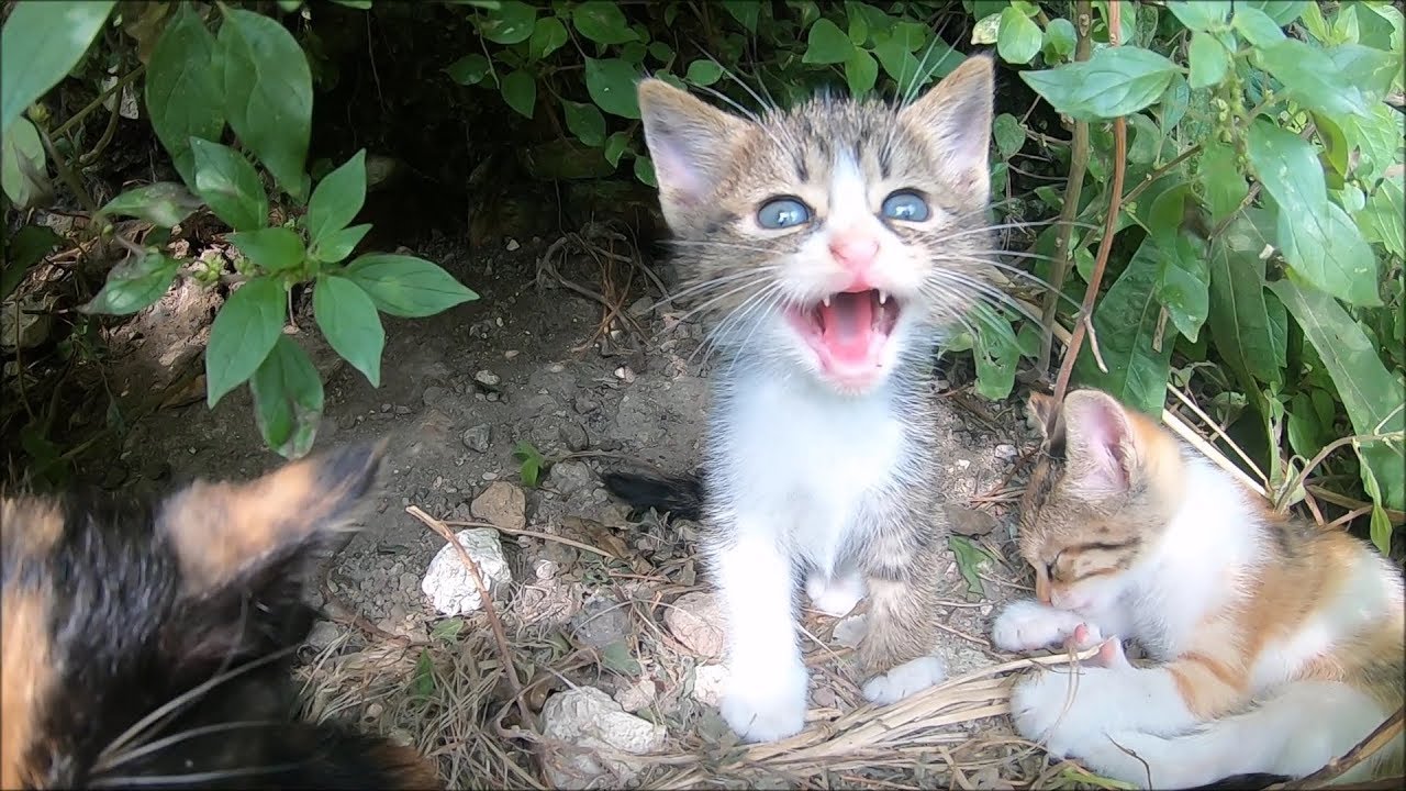 Kittens hissing at me beacuse they saw first time a human