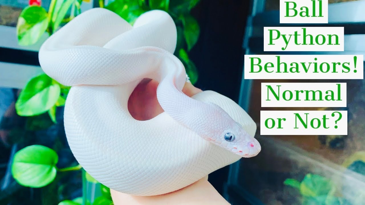 Ball Python Behaviors: Normal or Not?