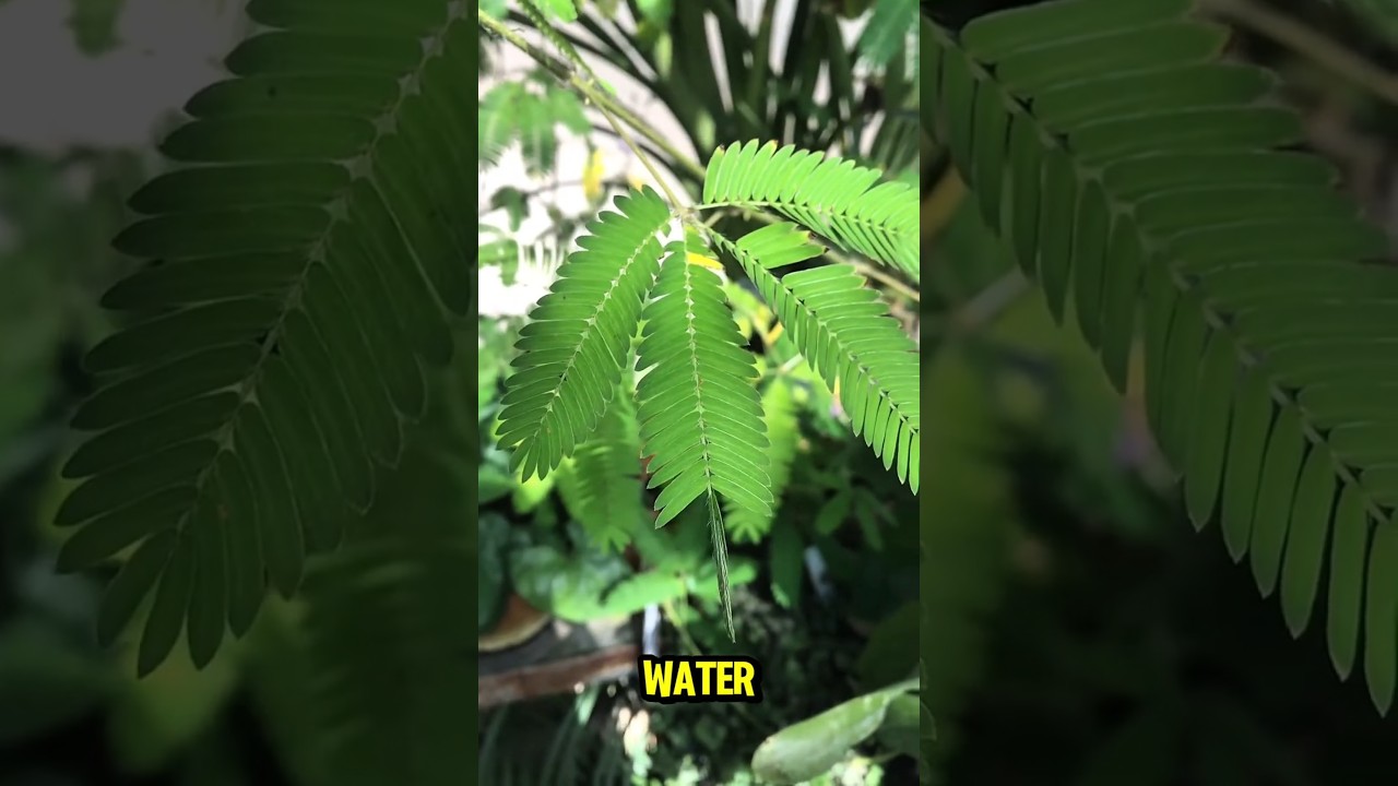 Растение, которое двигается при прикосновении! | Mimosa Pudica