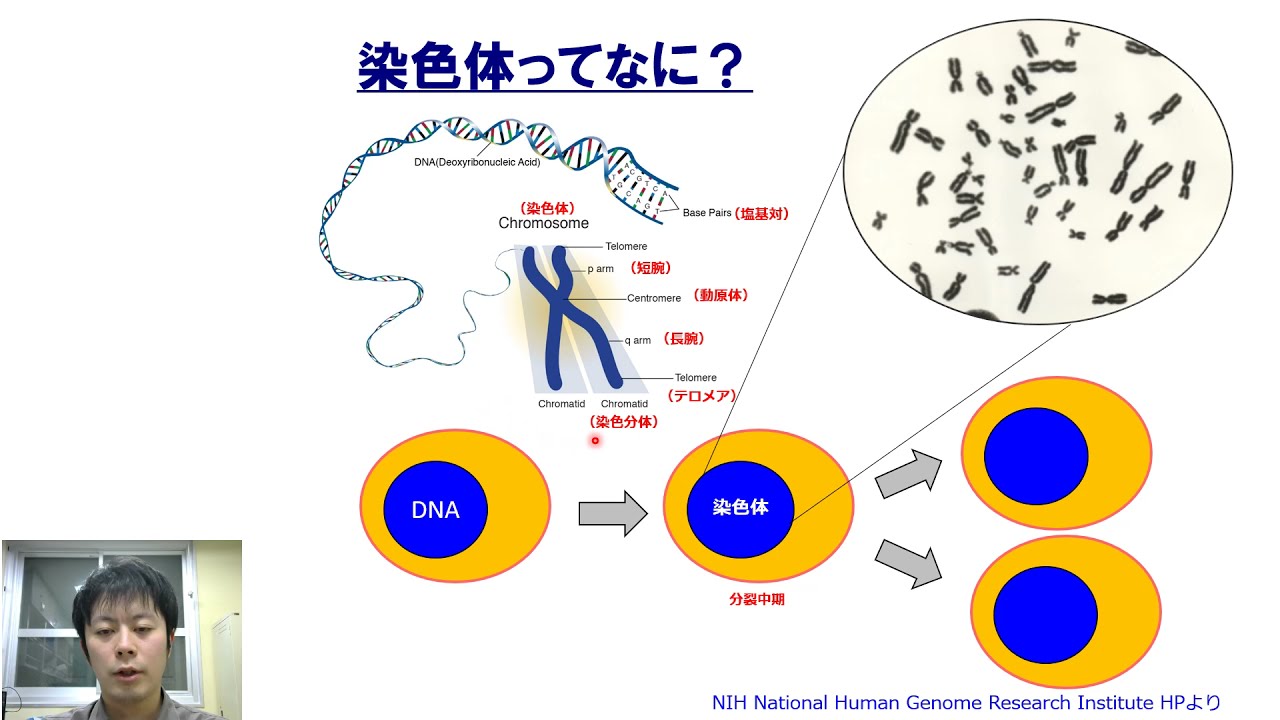 すぐにわかる染色体の世界