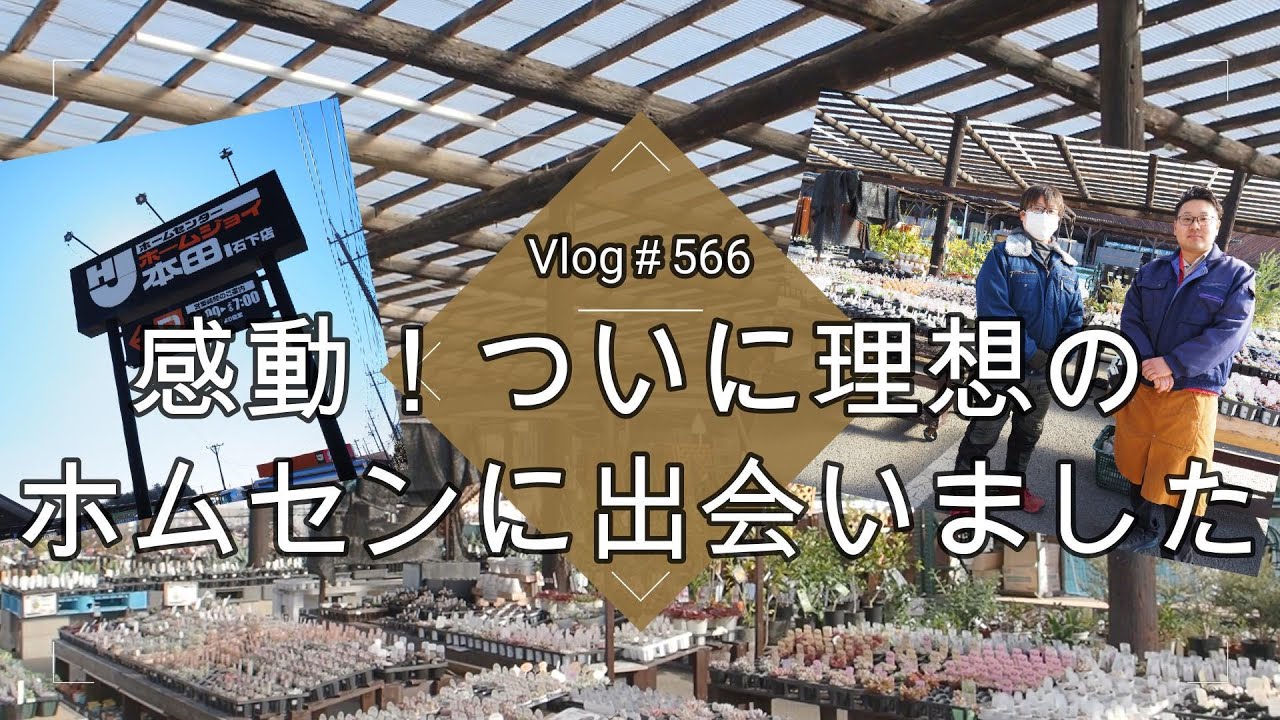 【Vlog566】【多肉植物】感動！ついに理想のホムセンに出会いました【環境抜群】【わくわくラインナップ】【資材豊富】【ホームジョイ本田石下店】
