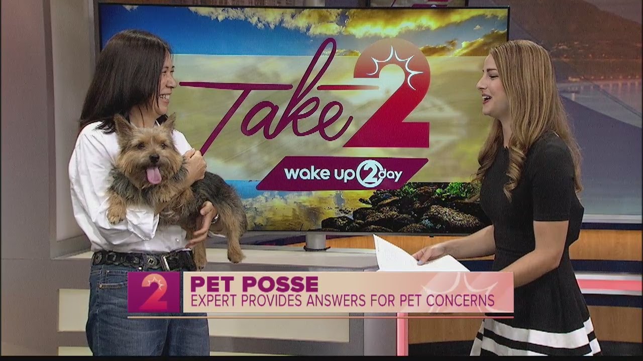 Pet Posse: Expert Answers Common Pet Concerns