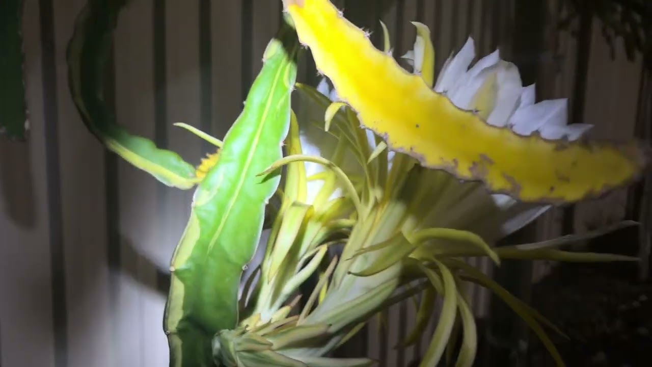 Worth finally bloomed ! 