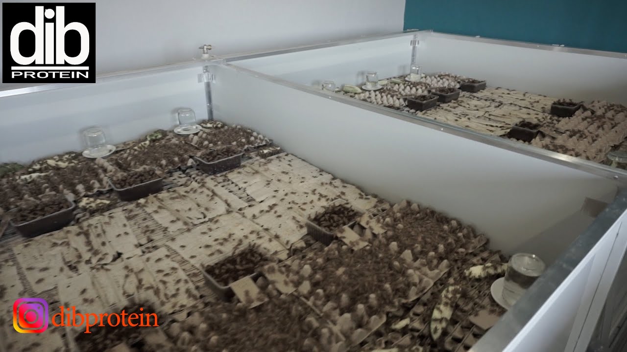 Сверчок (прототип фермы)