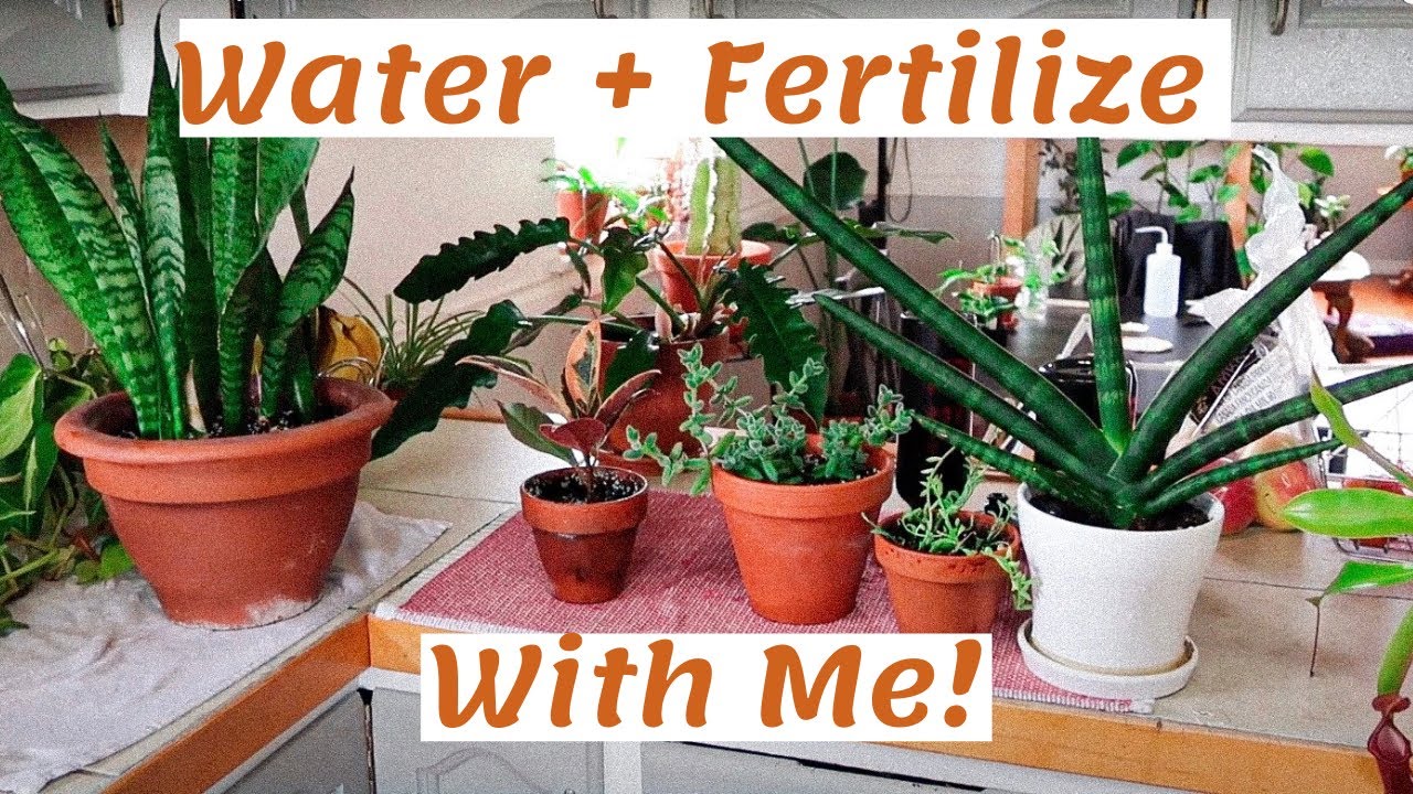 Water + Fertilize My Plants With Me | Routine, Tips and Tricks