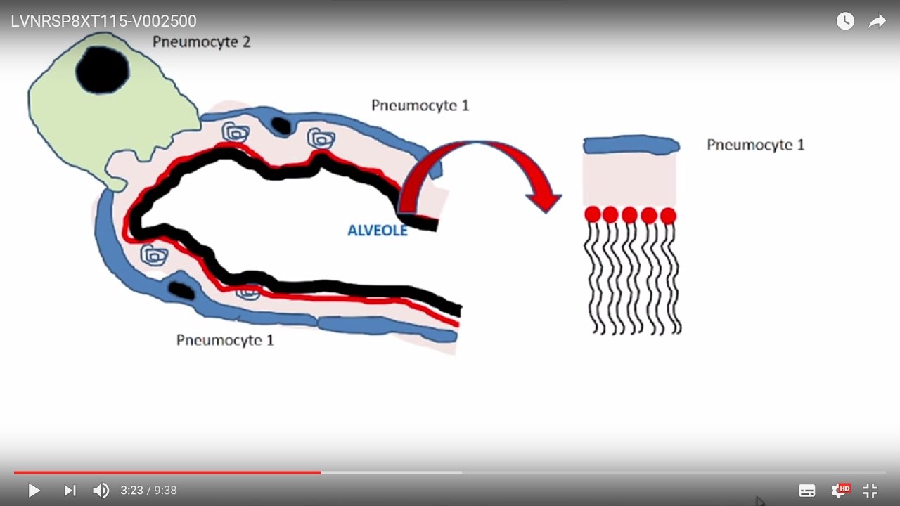 21. Le Surfactant Pulmonaire