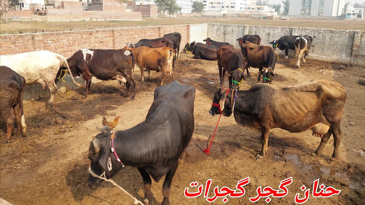 حنان گجر گجرات 2 گائیں برائے فروخت 17 فروری 2026 karnana channel