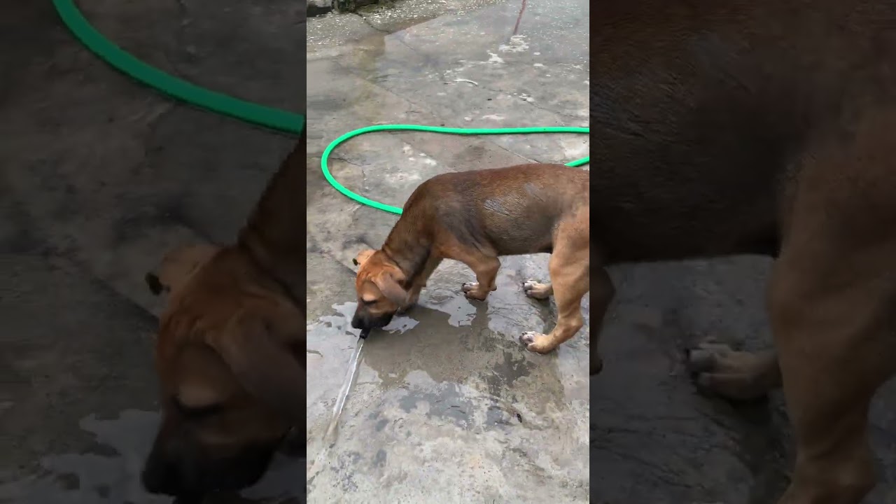 Pessoal fiz enxerto e também vim explicar sobre o vídeo de hj #plantas 💝👍🏼🙌