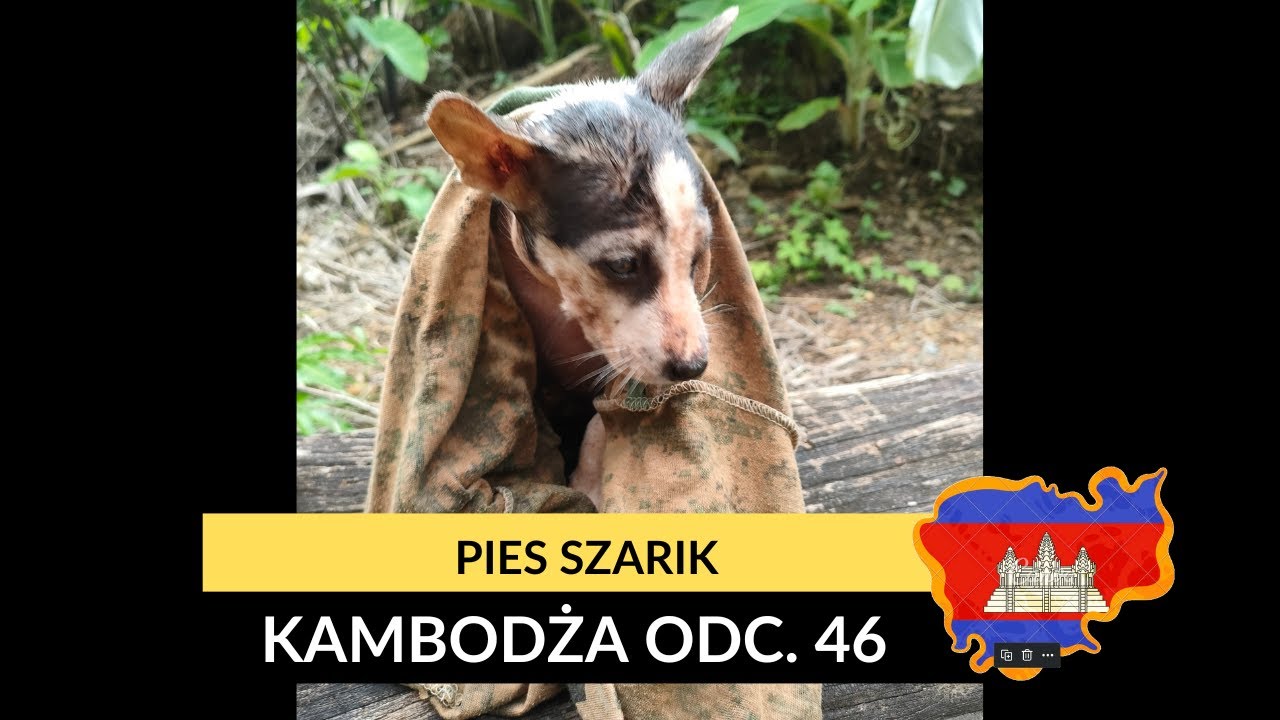 Kambodża - Pies Szarik (odc. 46)