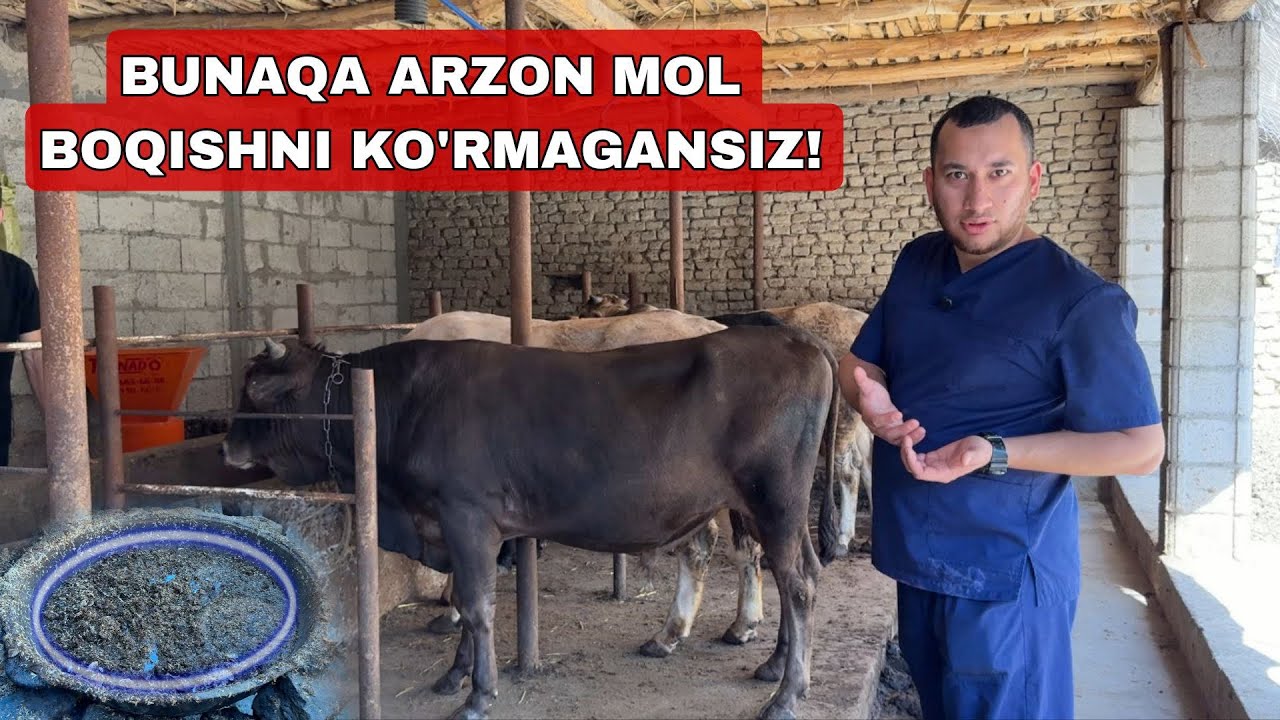BUNDAN ARZON MOL BOQISH BULMASA KERAK TEKINGA 9 TA MOL BOQISH VA TORNADO DROBILKALARI