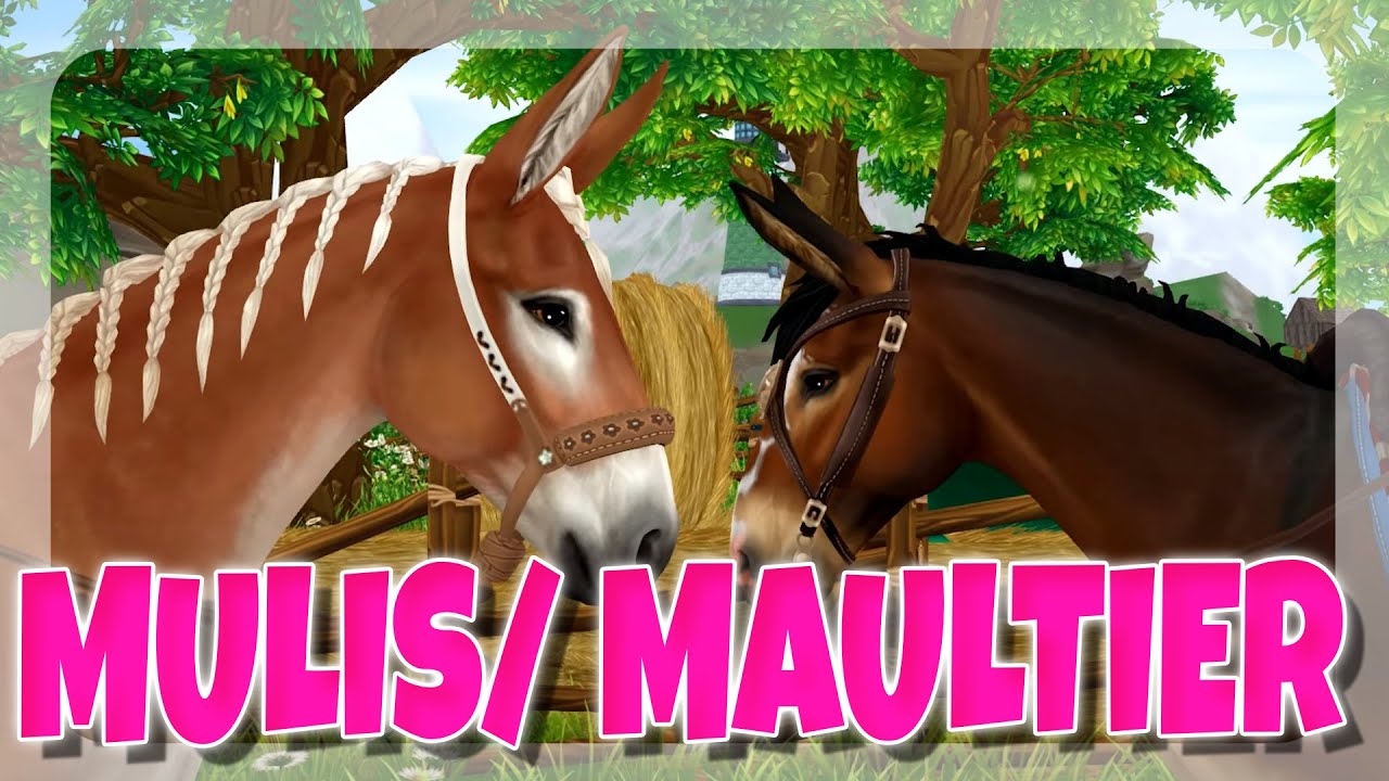 DIE NEUE HAUPTQUEST KOMMT 🐴 ABENDRUNDE SERVER 18 | Star Stable [SSO]