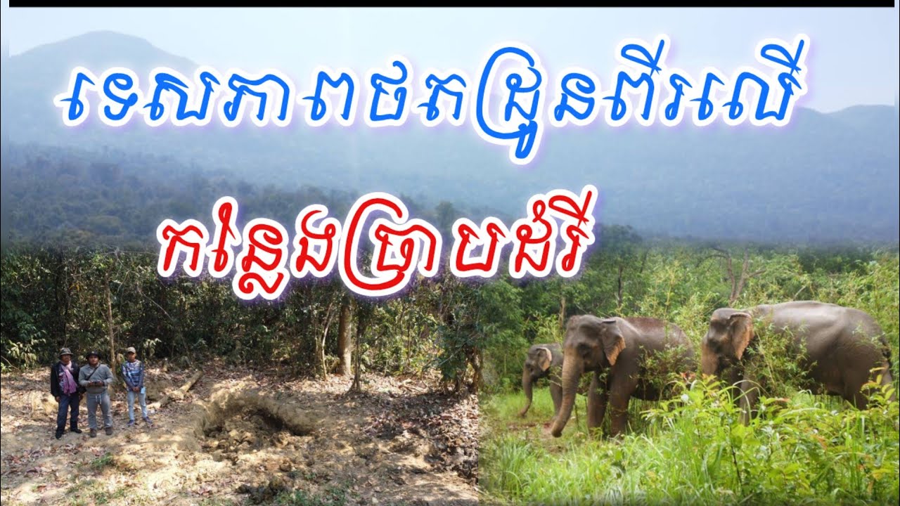 ទេសភាពថតដ្រូនពីរលើកន្លែងច្រាបដំរី