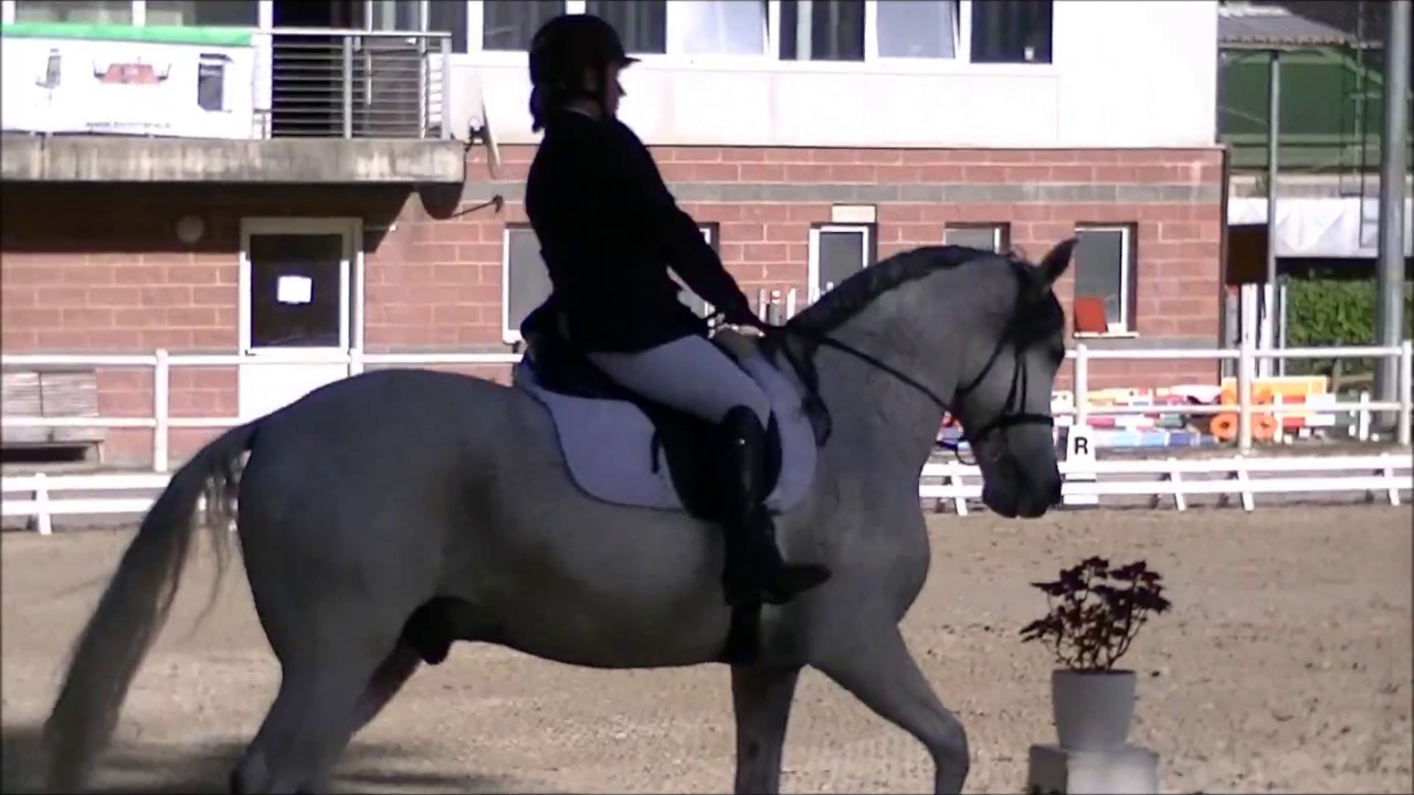 ripresa F400 Dressage