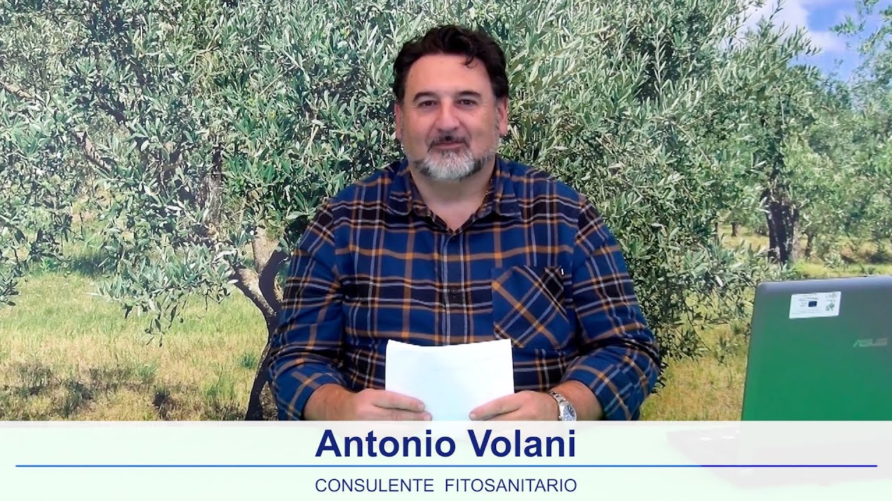 Notiziario olivicolo Emilia Romagna 30 Gennaio 2026