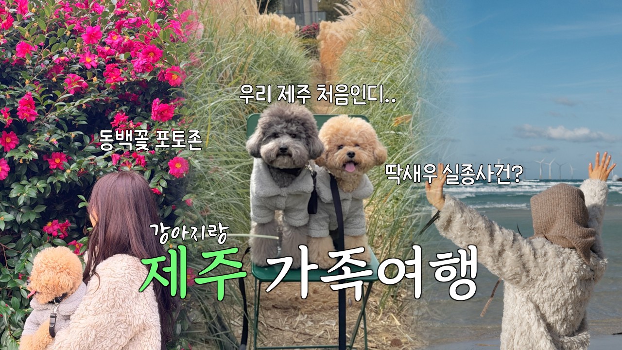 강아지랑 제주도 '완전 정복'🍊 먹방부터 인생샷 명소까지 | 3박4일 애견동반 제주도 총정리 (숨도 귤림성, 다가미김밥, 동문시장, 협재해수욕장)