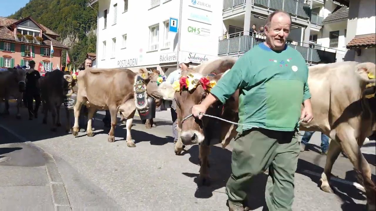 Viehschau Muotathal 22  Sept  2022