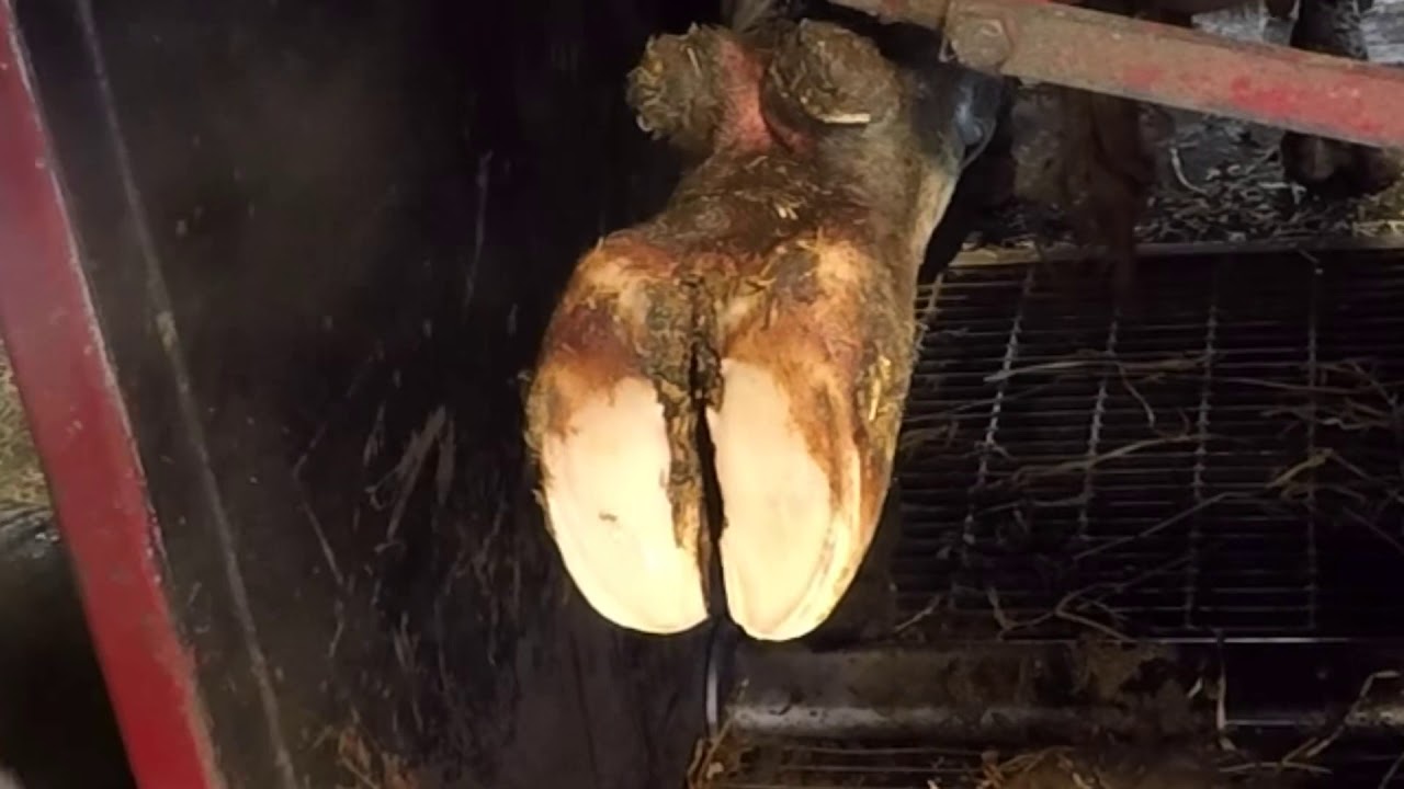 Ep. 1  Routine Hoof Trimming Dairy Cows