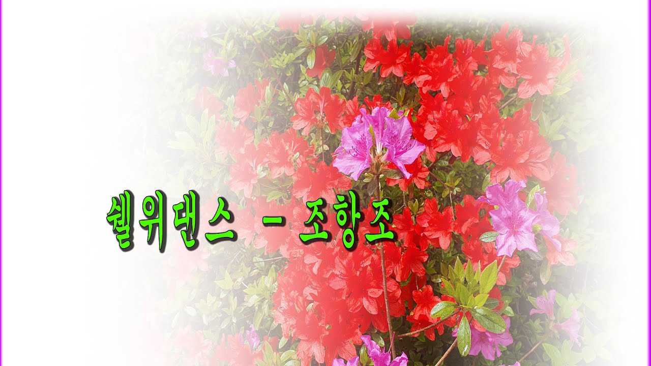 쉘위댄스   조항조 7080 트로트 댄스곡