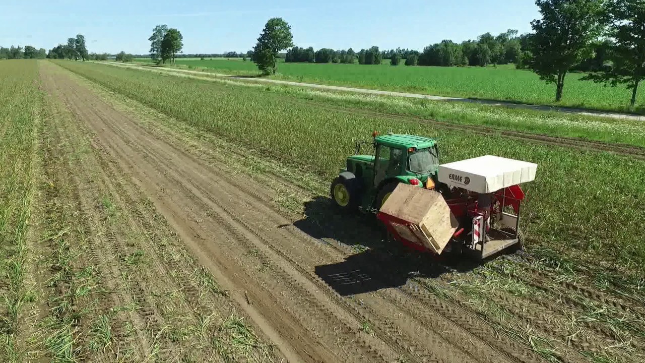 Garlic Harvest 2017