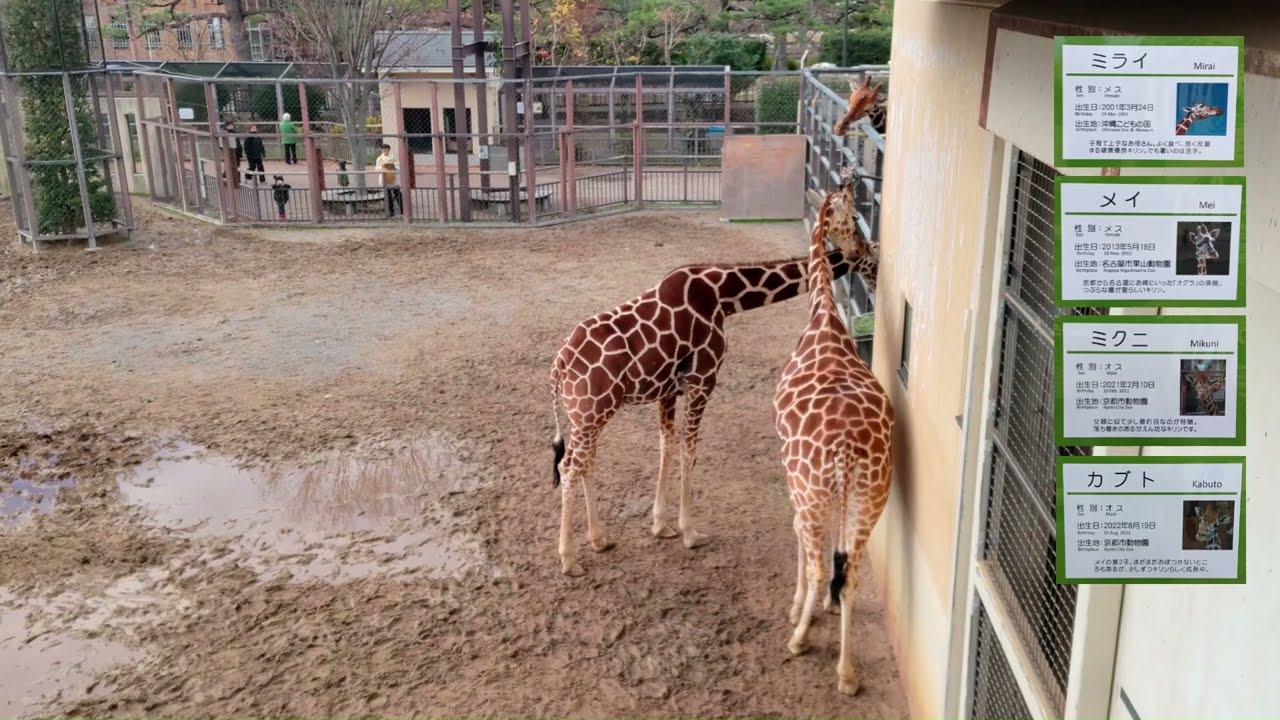 【京都府】京都市動物園　キリン　食事するミライ、メイ、ミクニ、カブト