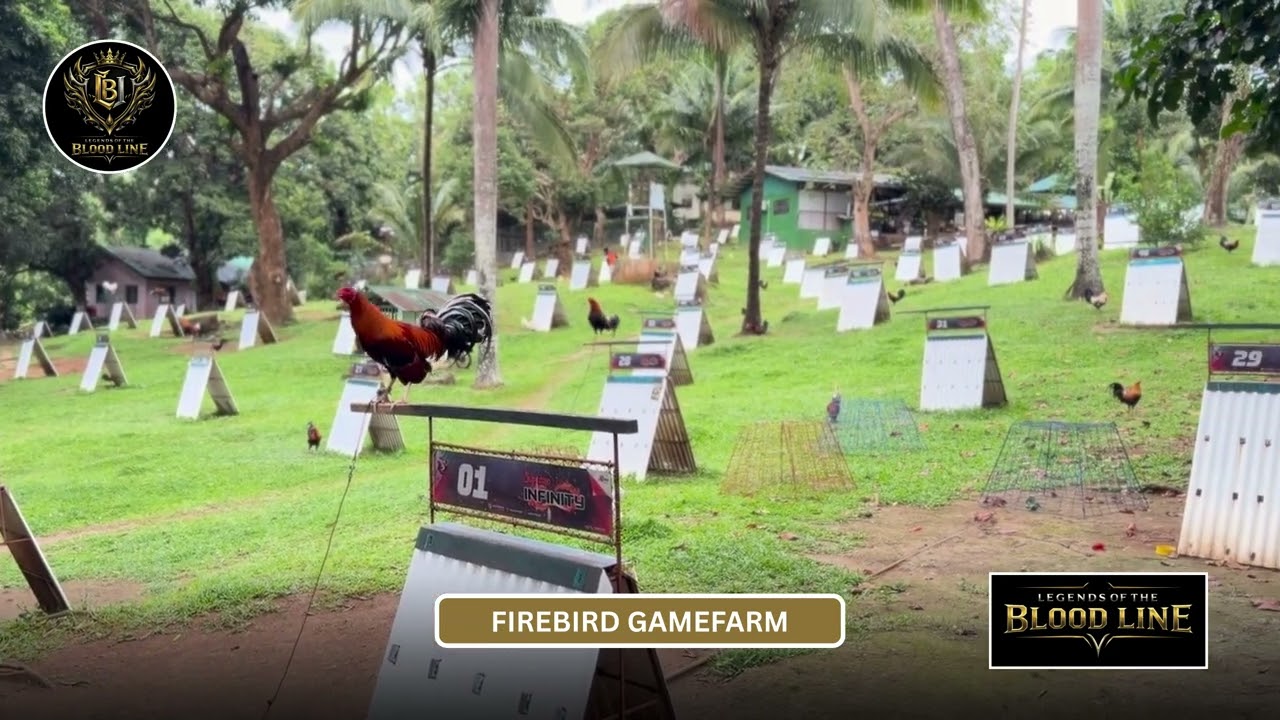 Firebird Gamefarm. The Legend, Biboy Enriquez. Legends of the Bloodline.
