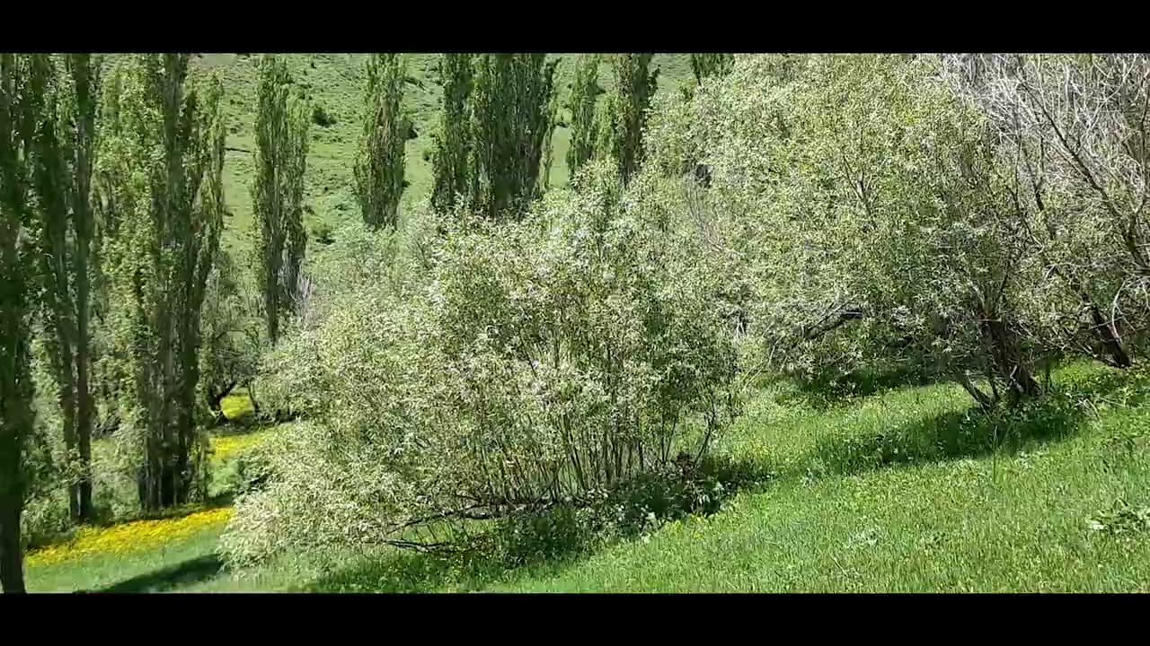 Orhan gencebay sevecekmiş gibi