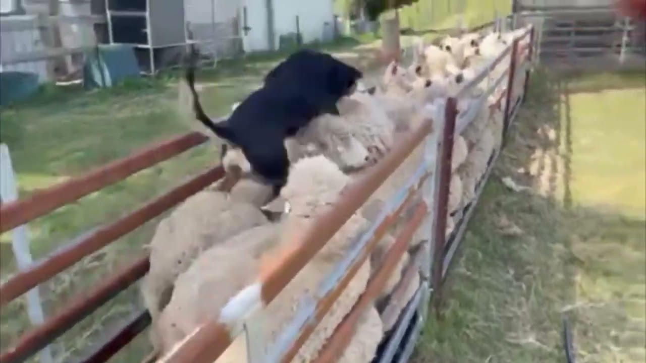 CAPREE WORKING DOG AUCTION