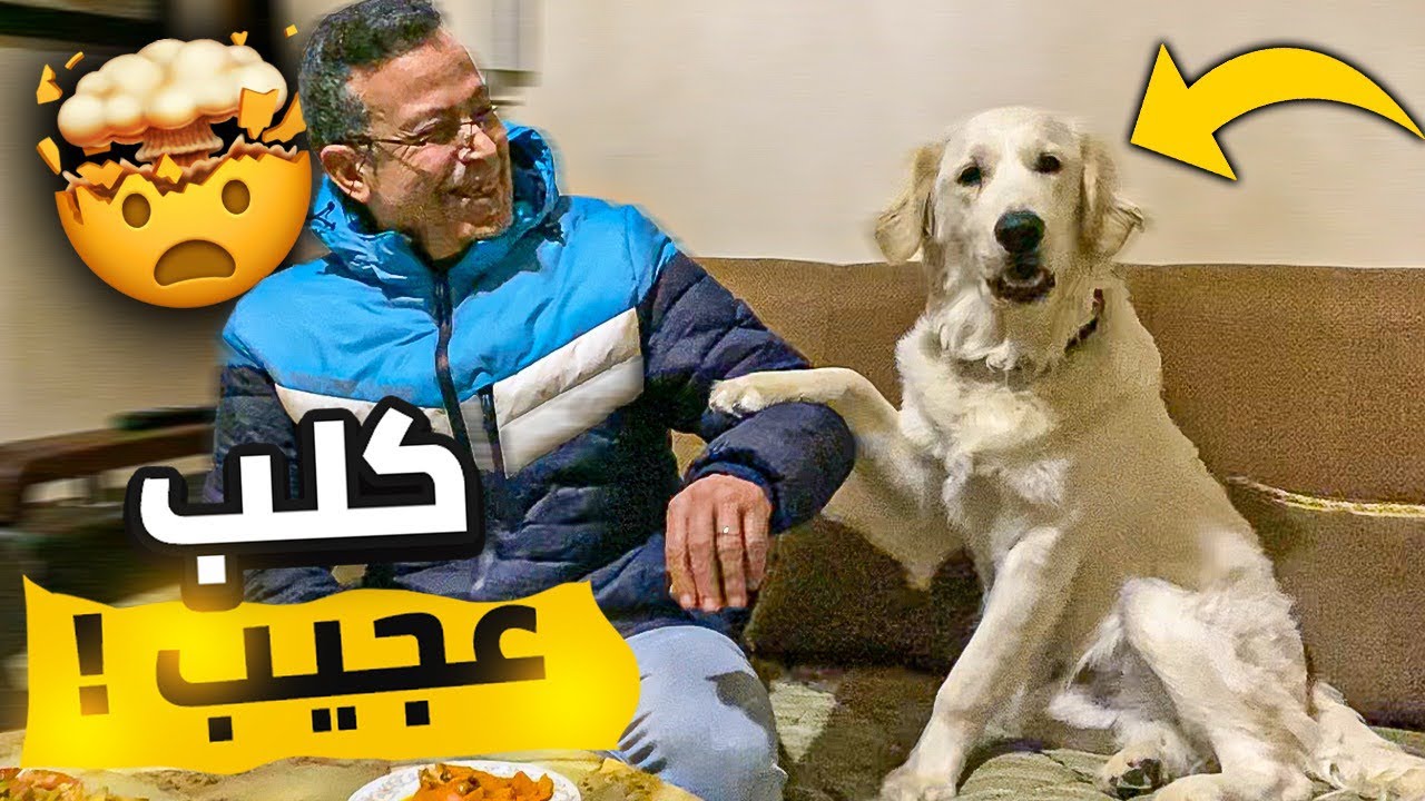 أغرب كلب ادريسيتو 🤯 chien pas comme les autres