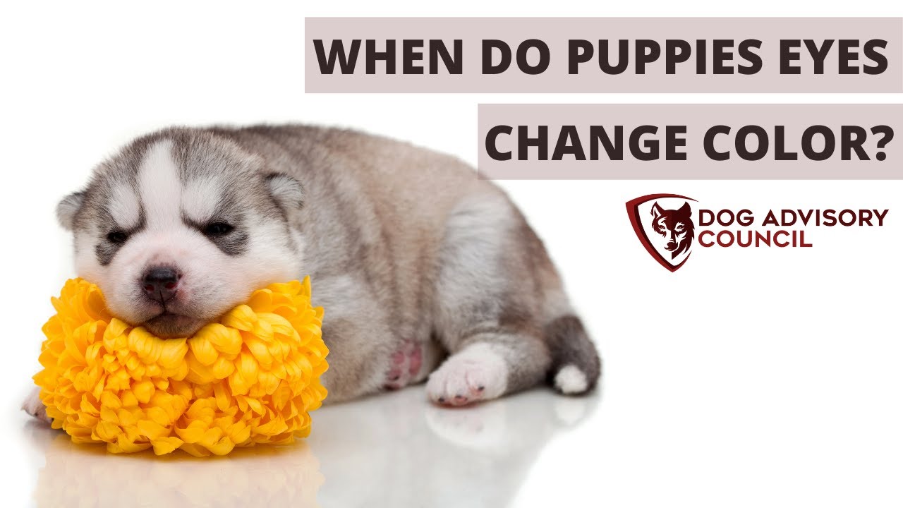 When Do Puppies Eyes Change Color From Blue