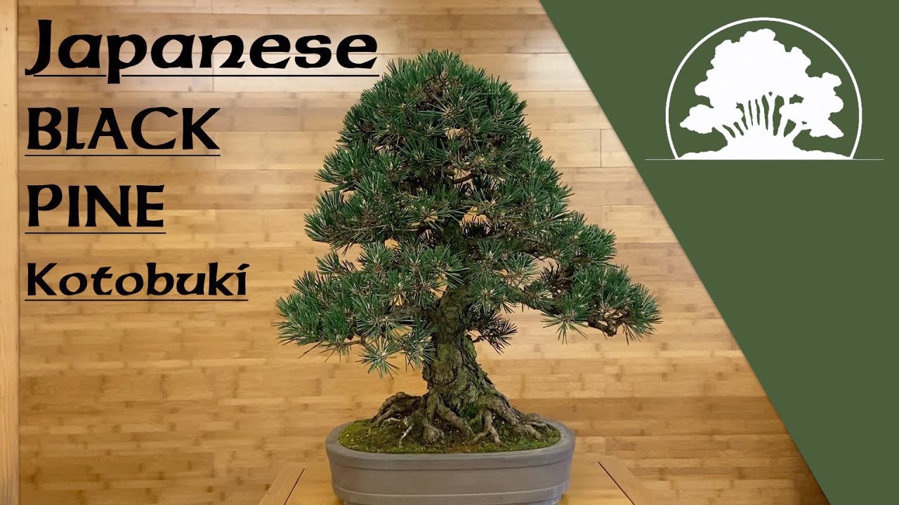 Japanese Black Pine 'Kotobuki' Spring Pruning - Greenwood Bonsai