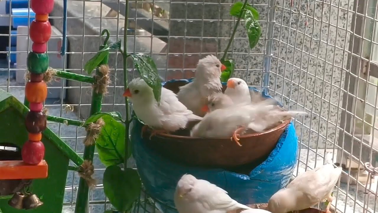 Zebra Finch Bathing Like a King 👑