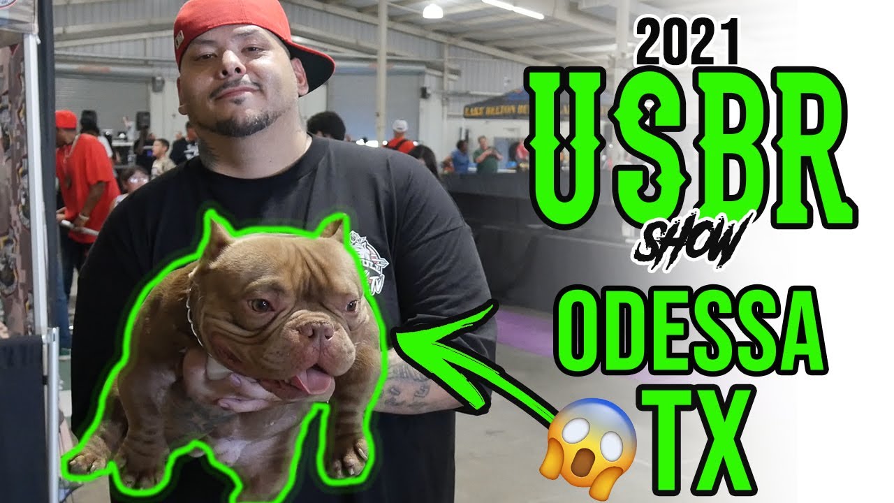 American  Bully Show Odessa Texas USBR event 2021