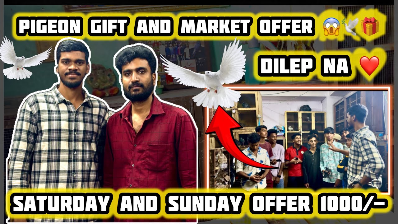 Pigeon gift 🕊️🎁😱 and best pigeons market and pigeon offer 🥳 at city market 