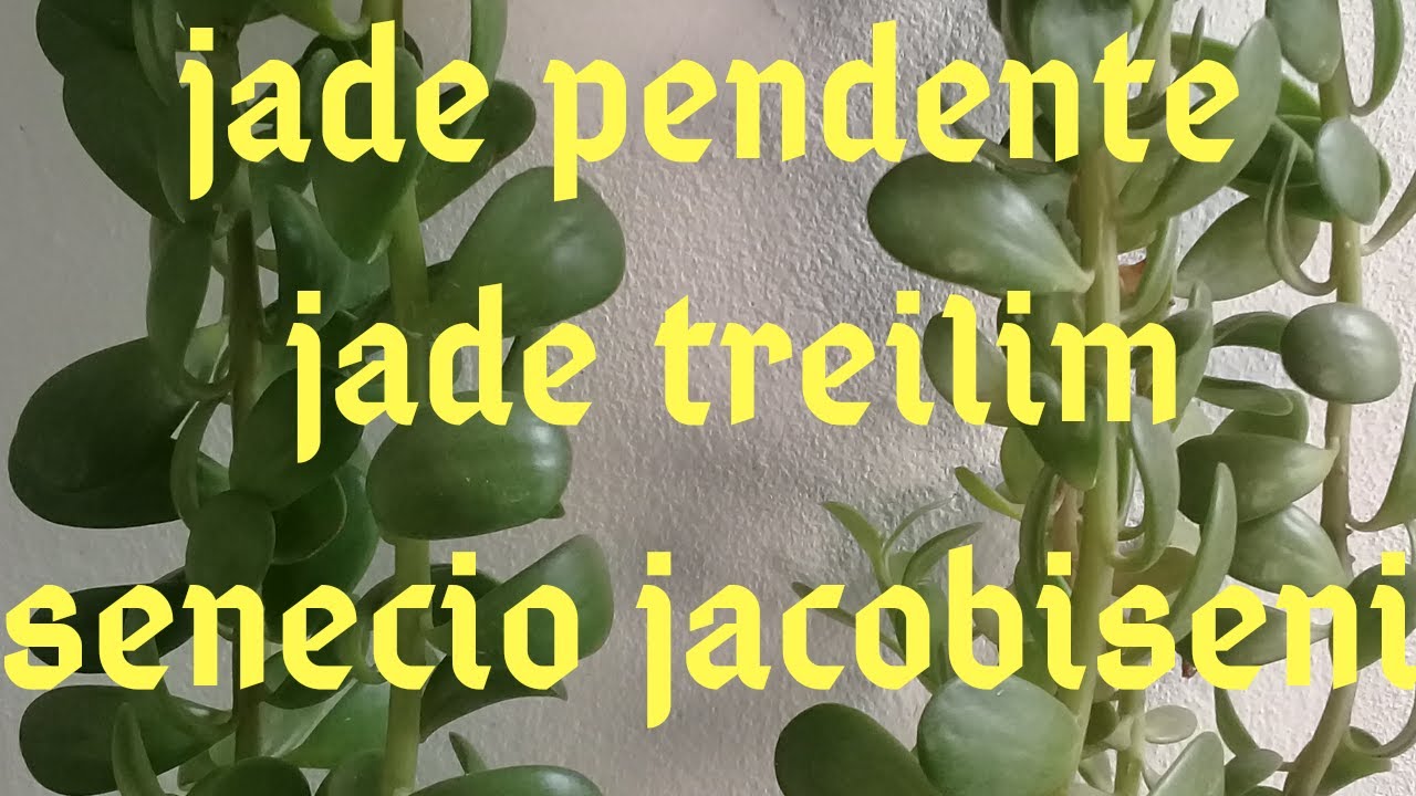 SUCULENTA= JADE PENDENTE-SENECIO JACOBISENI