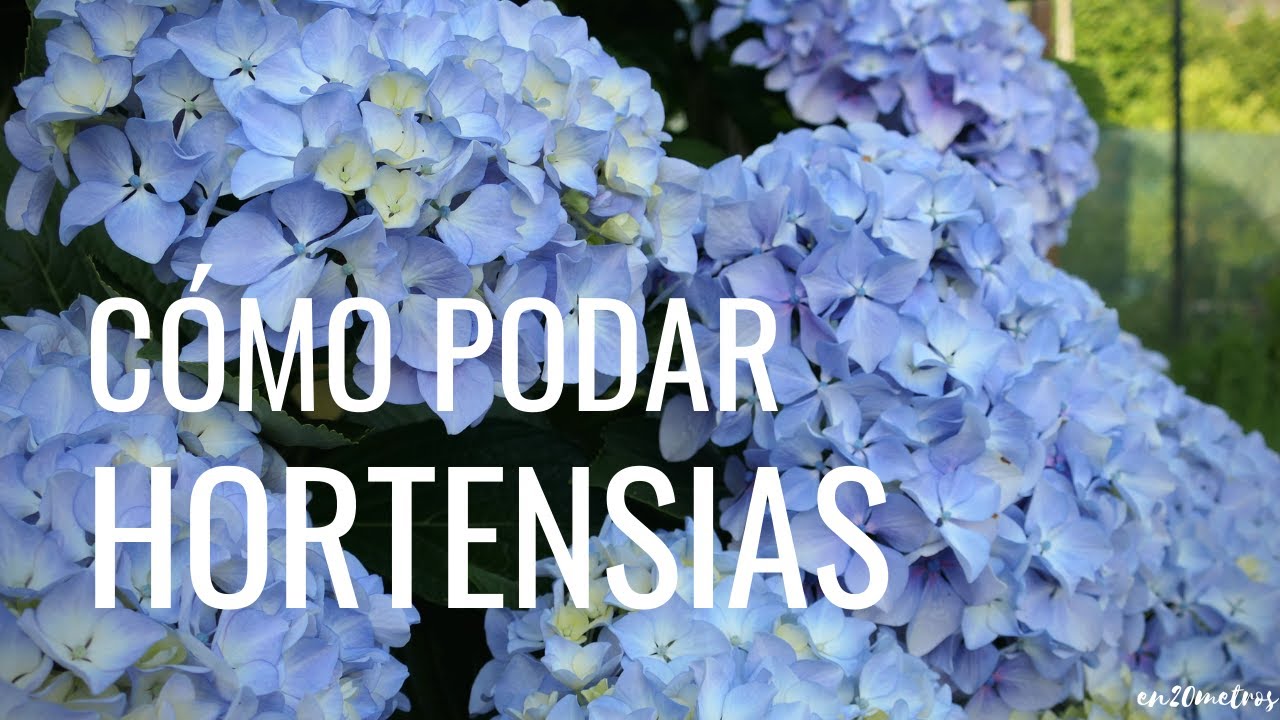 Cómo PODAR BIEN una HORTENSIA: cuándo, por dónde y cómo cortar || en20metros