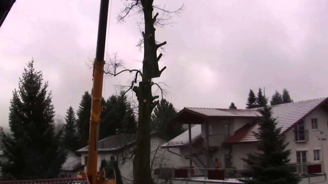 Baum in Schleifweg