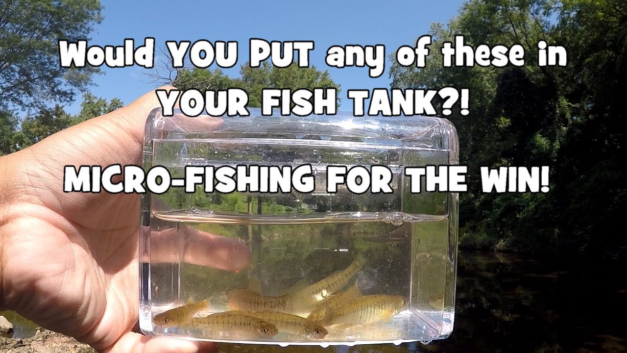 Would You Put Any of These in YOUR TANK?! Micro-Fishing the Pennypack Creek! (Bethayres, PA)