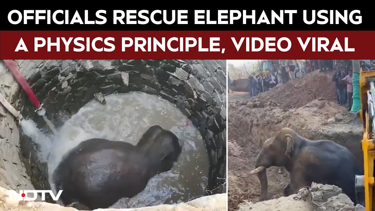Odisha Forest Officials Apply A Physics Principle To Rescue Elephant, Video Goes Viral