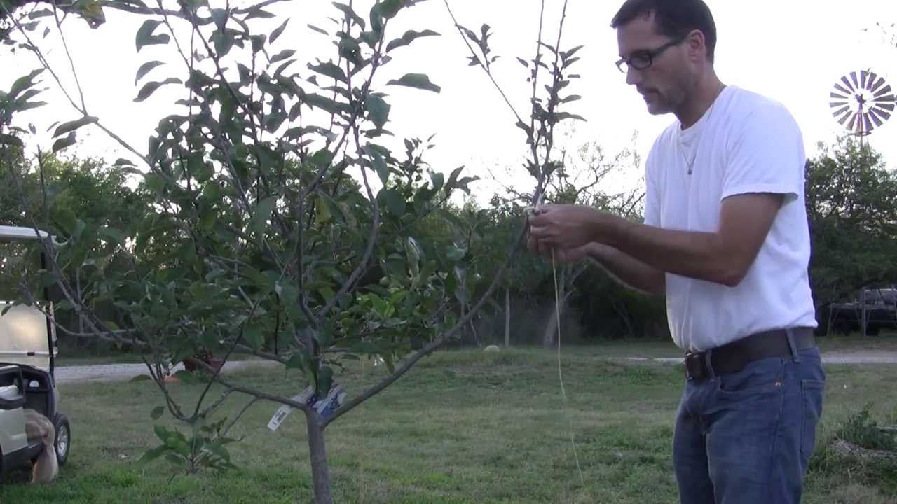 Shaping Fruit Tree Branches In The Orchard