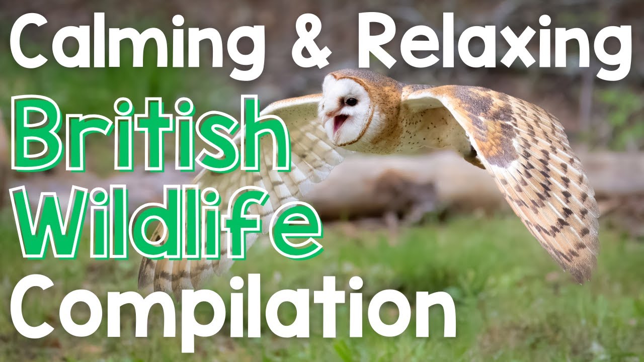 Calming & Relaxing British Wildlife Compilation