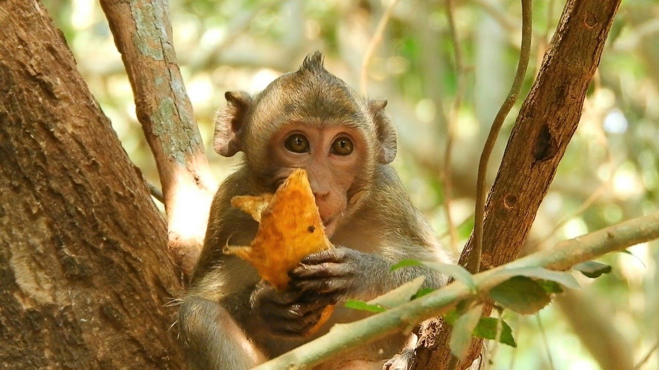 Monkey Janna Look So Nice And Good Monkey Jane With Jody