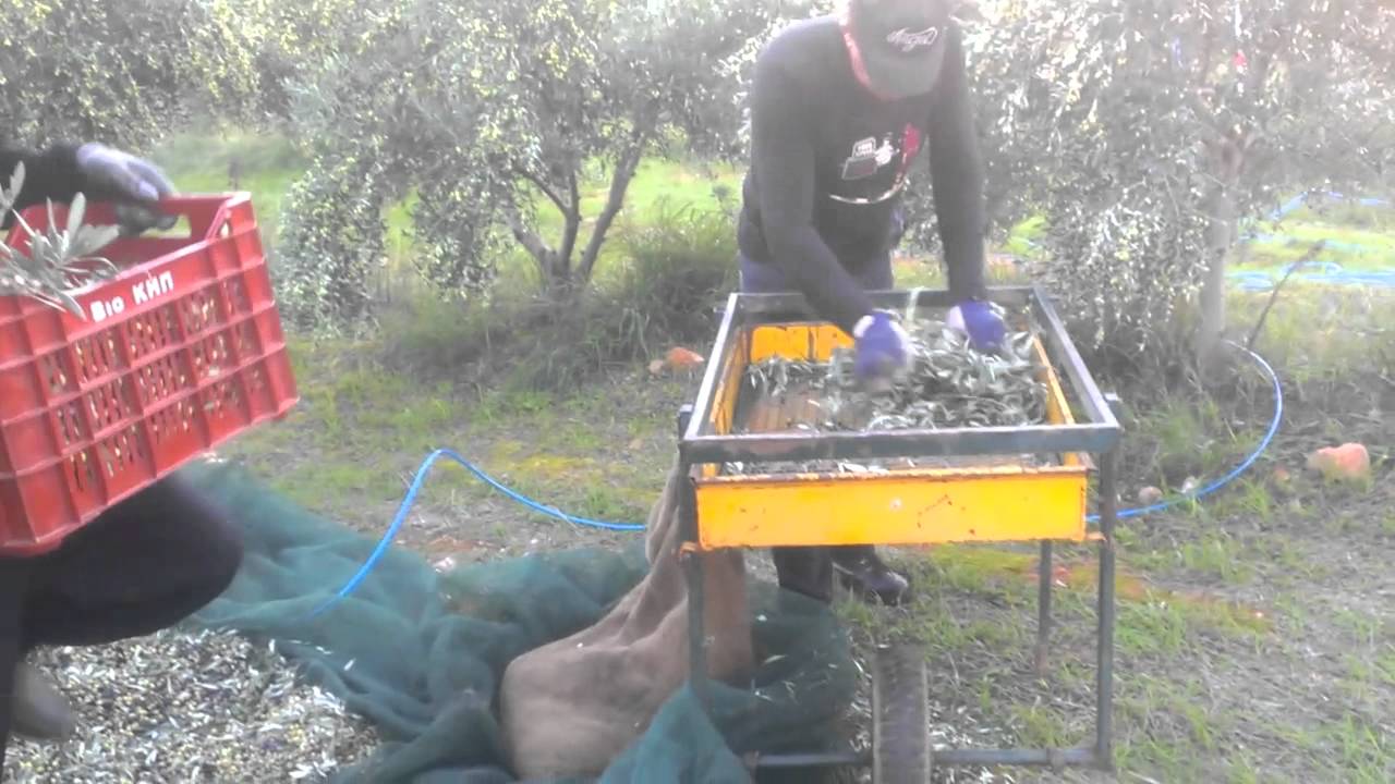 TrayCleanLeaves 1