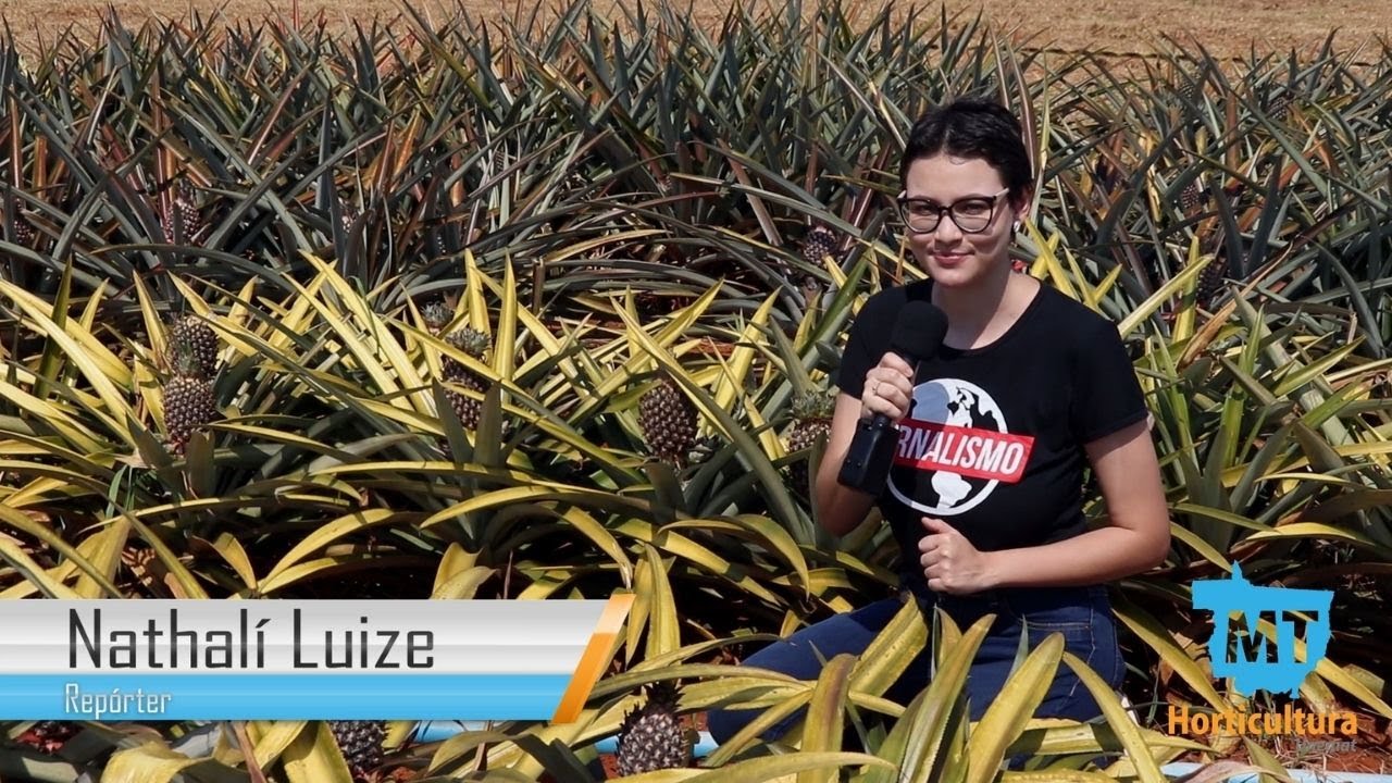 Reportagem: Dia de campo, novas variedades de abacaxizeiros