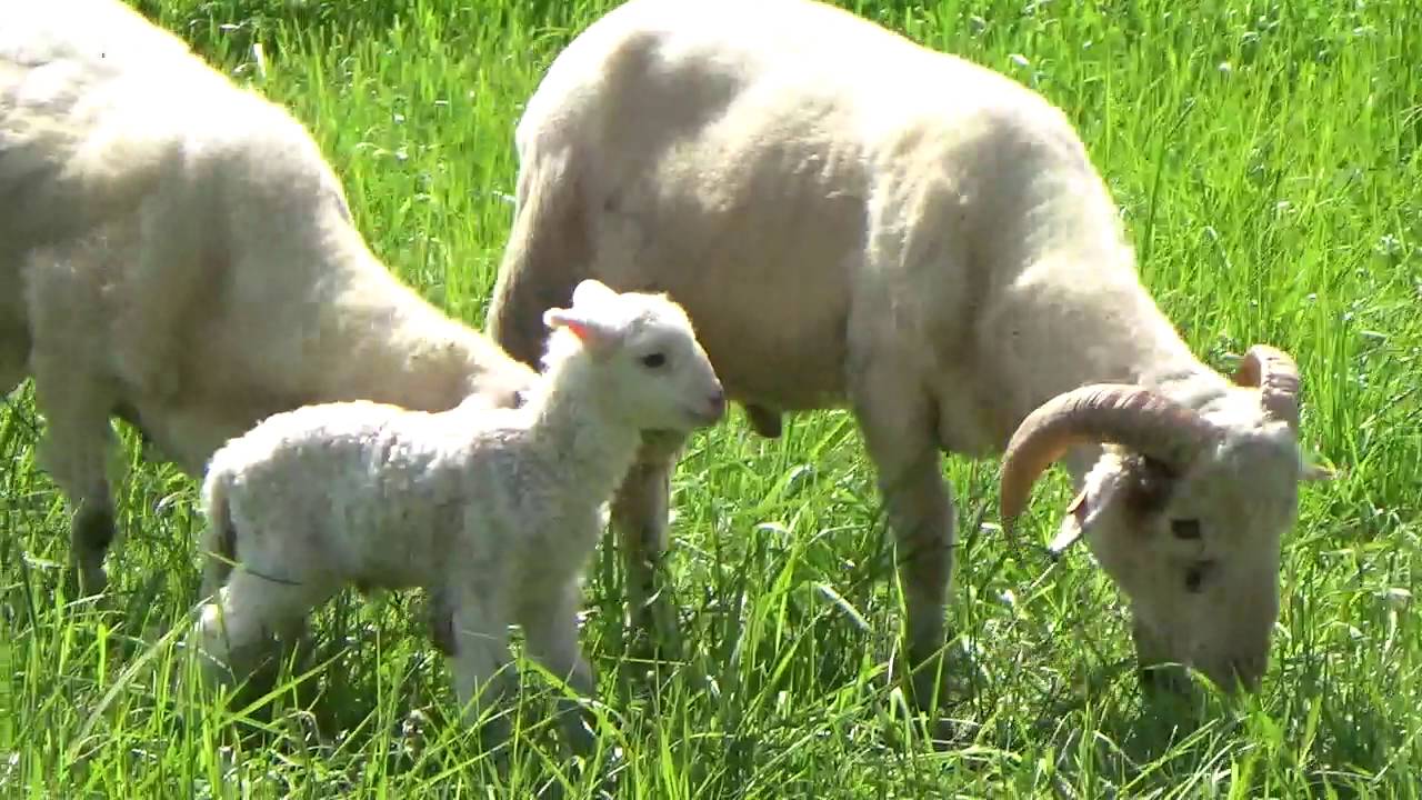 Farma Życia - nasze owieczki