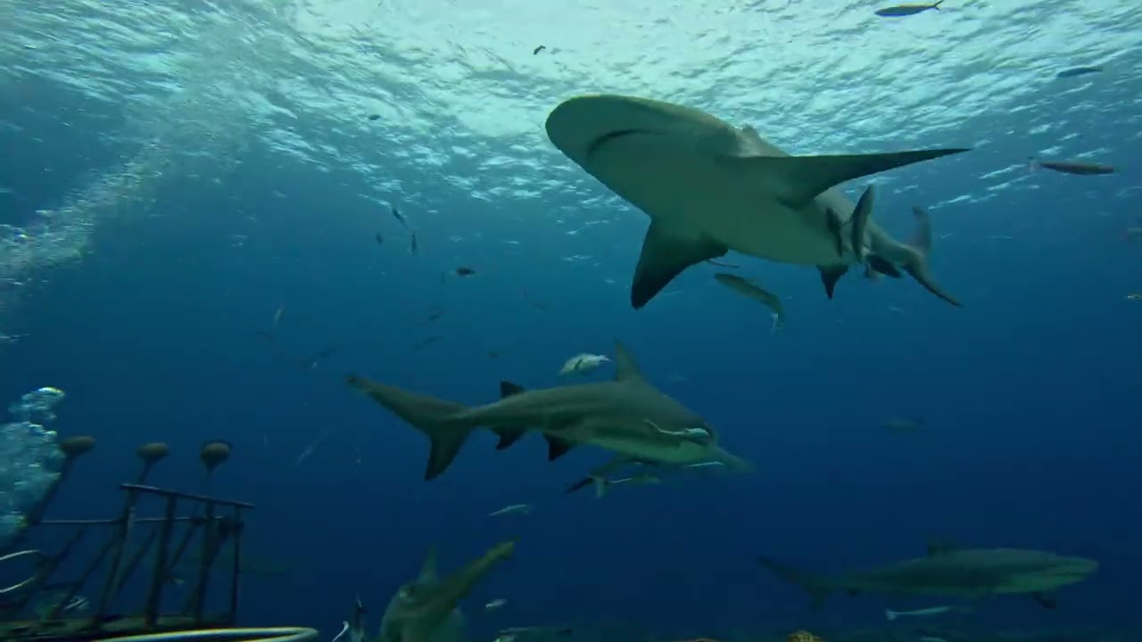 Shark dive in Kuata, Fiji