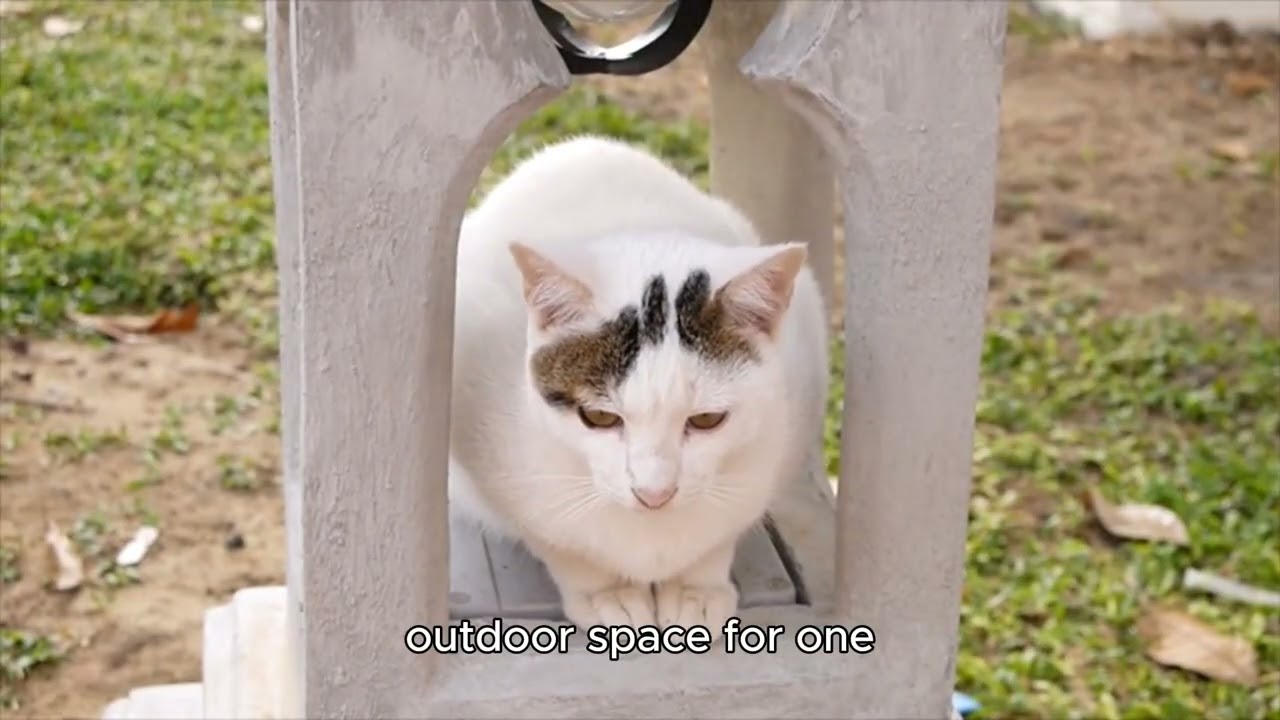 Top 3 Catios from Amazon - #cat #catpatio #cats